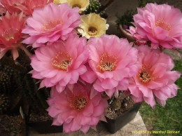 Echinopsis Hybride 020